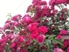 バラ「🥀今年もバラが咲きました🥀」