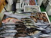 「📣本日のお魚情報🐟」