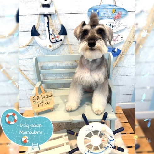 シュナウザー モヒカン「ðŸ¶ã‚·ãƒ¥ãƒŠã‚¦ã‚¶ãƒ¼ã€ãƒˆã‚¤ãƒ—ードルã€ãƒŸãƒƒã‚¯ã‚¹ã€ãƒˆãƒªãƒŸãƒ³ã‚°ã®ãŠå‹é”âš“ï¸ã€