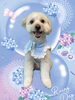 「Dog salon mofu mofu　余市町」
