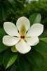タイサンボク「🌼 今日のはな：ヤマボウシ（山法師）」