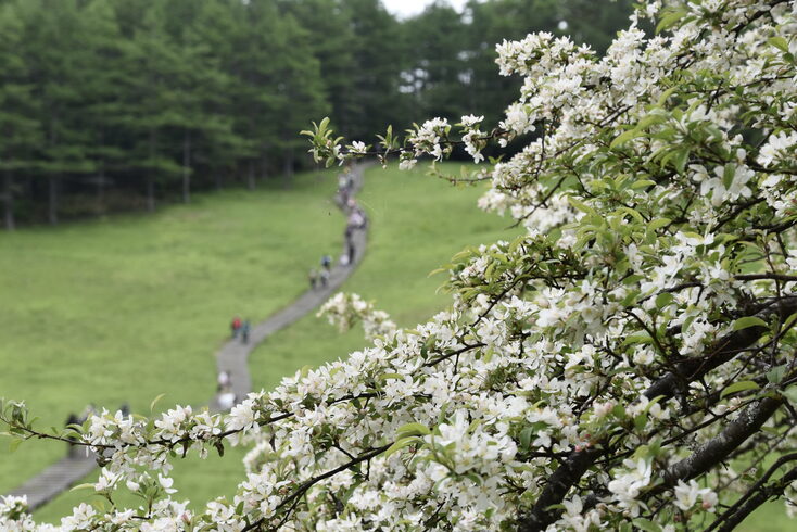入笠湿原のズミ「山野草が紡ぐ特別なひととき」