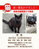 「【西条市飯岡戻川付近】迷い猫かも？2025年6月6日頃から見かけます」