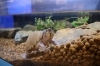 とぼけた表情のカブトニオイガメ「個性派！カブトニオイガメを見てみよう✨【学び・体験・観光スポット かすみがうら市水族館】」