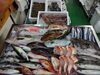 「📣本日のお魚情報🐟」
