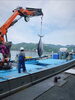 「日によって舞鶴産大型本マグロの刺身が店頭に並びます」