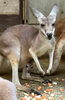 「アカカンガルーの赤ちゃんが顔を出しました！」