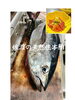 刺身、マグロ丼できます「魚沼市の和食料理店　旬食や　香秀(かしゅう)です　鮪はいりました！」