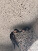 「ツバメの親子がやってきました！塾の壁で子育て中」