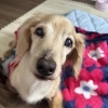 🌸可愛い愛犬の10日間🌸