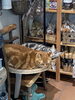 「まめ猫の家｜おしゃれに楽しむ花と雑貨、癒しの看板猫もお出迎え」