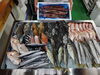 「📣本日のお魚情報🐟」