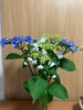 素敵な紫陽花💗「紫陽花の季節」