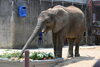 美味しそうにフルーツを食べる砥愛「🐘アフリカゾウ、砥愛の誕生会を行いました！」
