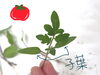 本葉も出てきたトマトの子葉「【塾長の妻ブログ】子葉たちの途中経過！」