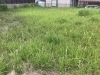 2、3日であっという間にボサボサに！「草刈り」