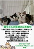「【里親募集】4匹の子猫が新しい家族を待っています！〜保護経緯・初期医療詳細もご紹介〜」