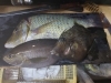 佐島の魚「ハマフエフキ」