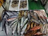 「📣本日のお魚情報🐟」