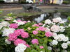 「【西条市神拝緑地・ほたるの里】色とりどり✨鮮やかな紫陽花が楽しめます😊」