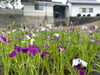 「【岡城館歴史公園】2025年6月13日（金）★花菖蒲が初夏の岡城館歴史公園を彩ります！✨」