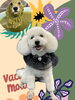 「Dog salon mofu mofu　余市町」