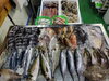 「📣本日のお魚情報🐟」