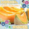 「🍈夕張メロン近日販売開始致します🍈」