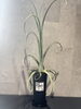 「葉の模様が個性的！珍しい観葉植物が入荷しました」