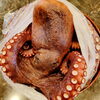 タコで〰️〰️す🐙「🐙真ダコちゃん🐙」