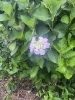 紫陽花の花が庭に咲きました。「安心の明朗会計。探偵34年の探偵調査実績。浮気調査・家出人調査・結婚調査・詐欺被害調査等、全国対応。」