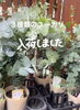 「個性で選べる！3種類のユーカリ苗が入荷しました」