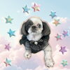 「Dog salon mofu mofu　余市町」