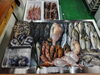 「📣本日のお魚情報🐟」