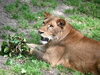クレイ「6月17日（火）のライオン🦁の放飼変更について」