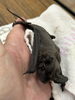 ①保護直後、痩せてます「オヒキコウモリがやって来た」