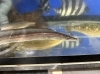 水槽で泳ぐ新鮮な鱧。「🐟夏の風物詩・鱧（はも）が登場！ふわっと旨い、初夏のごちそうをどうぞ🍶」