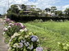 紫陽花が美しいアプローチ「雨の日に訪れたい、佐土原の隠れ家カフェ」