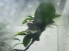 身近なアマガエル。何色？「梅雨の季節の生き物といえば…！？カエル 🐸【学び・体験・観光スポット かすみがうら市水族館】」