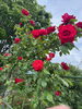 素敵なバラ🌹「バラを見てきました🌹」