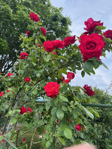 素敵なバラ🌹「バラを見てきました🌹」