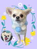 「Dog salon mofu mofu　余市町」