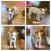 「10匹いたジャックラッセルテリアの子犬たちもあと4匹となりました！」
