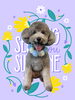 「Dog salon mofu mofu　余市町」