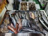 「📣本日のお魚情報🐟」