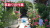 「【夏の施設外就労】バラ園での水やり＆草取り作業を紹介」