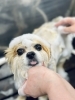 「【2025年度7月～10月の営業・ご予約のご案内】新潟市♪犬のトリミングHappyTail」