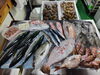 「📣本日のお魚情報🐟」