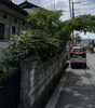 元気過ぎる木の、枝切り作業致します😉「ベンリー福山東🌟道路に飛び出した木の枝切り作業✂️✨️」