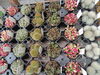 多肉植物MIX・サボテン「サボテン＆多肉植物MIX入荷！」